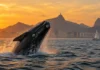 Baleia-franca saltando perto da orla do Rio de Janeiro com veleiro a distância segura