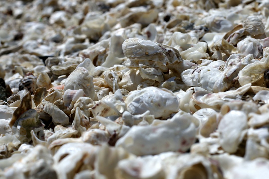 Recifes De Ostras: O Ecossistema De Us$ 12 Trilhões 1 Close-Up De Um Banco De Conchas De Ostras