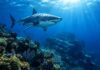 Tubarão-Branco Nadando Sobre Um Banco De Coral No Golfo Do México