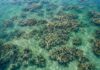 Recifes De Ostras: O Ecossistema De Us$ 12 Trilhões Vista Aérea De Um Recife De Ostras Saudável Em Um Estuário Costeiro Raso