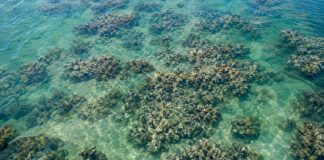 Vista aérea de um recife de ostras saudável em um estuário costeiro raso