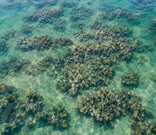 Recifes De Ostras: O Ecossistema De Us$ 12 Trilhões Vista Aérea De Um Recife De Ostras Saudável Em Um Estuário Costeiro Raso